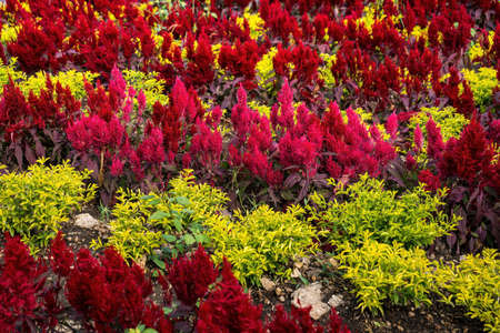 Yellow Celosia argentea in the garden with blurred background,selective focus.flower,flora,spring or Natural concept.の写真素材