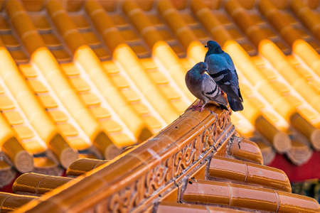 Two pigeons perched on the roof at Wat Borom Racha Kanchana Phi Sek Anuson (Wat Leng Noei Yi 2). No focus, specifically.の写真素材