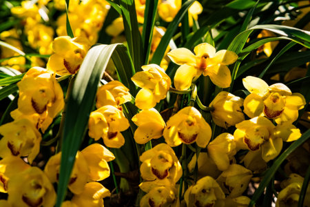 Beautiful orchid flowers in yellow plants in the gardenの写真素材