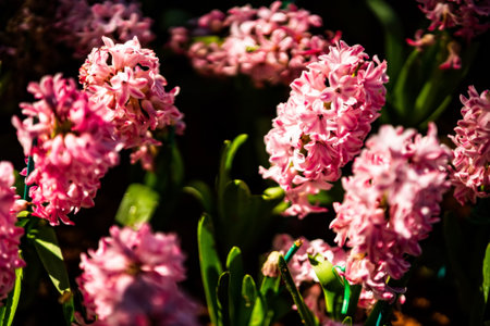 Beautiful Background of blooming colorful flower in the garden.