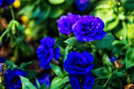 Purple roses in the garden, nature backgroundの写真素材