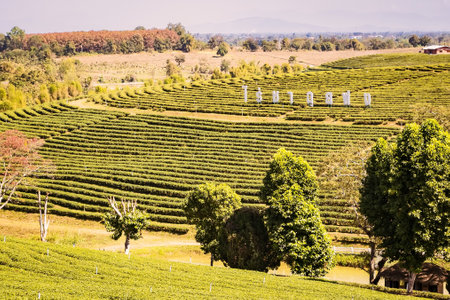 Chiang Rai, Thailand - January, 09, 2021 : View of Choui Fong Tea Plantation.rows of tea plants following contours of hill on plantation at Chiang Rai, Thailandのeditorial素材