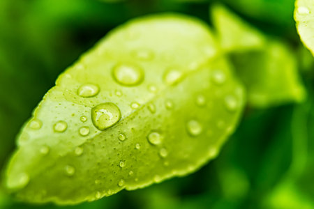 Macro closeup of Beautiful fresh green leaf with drop of water in morning sunlight nature...