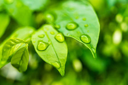 Macro closeup of Beautiful fresh green leaf with drop of water in morning sunlight nature...