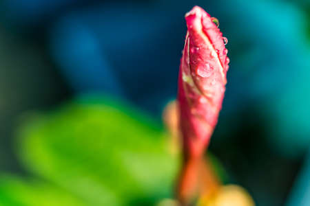 Macro closeup of White plumeria flowers with water droplets on the petals in the morning.の写真素材