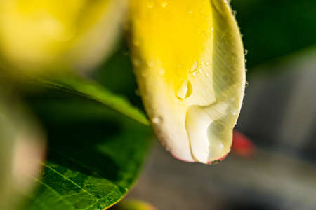 Macro closeup of White plumeria flowers with water droplets on the petals in the morning.の写真素材