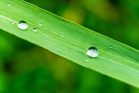 Macro closeup of Beautiful fresh green grass with drop of water in morning sun nature background.