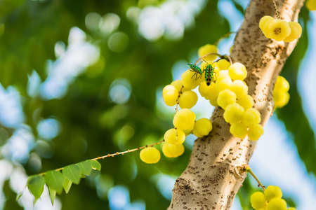Phyllanthus acidus or Star gooseberry fruit on tree with blue sky in backgroundの写真素材