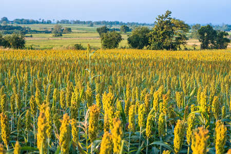 The view is that many sorghum fields that are ripe red are waiting to be harvested