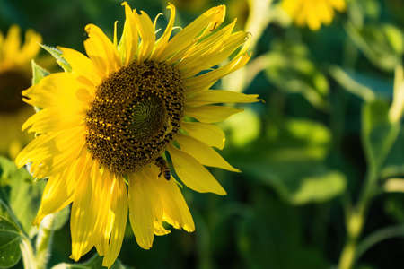 Beautiful sunflower flower blooming in sunflowers field.Thailand.の写真素材