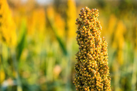 The view is that many sorghum fields that are ripe red are waiting to be harvestedの写真素材