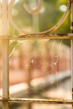 cobweb on frame backlit by evening sunshineの写真素材