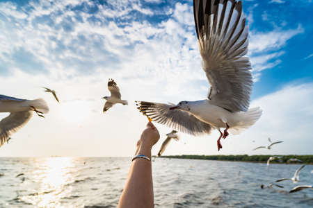 Seagull eating food in the sky from human hand at Samut Prakan, Thailand.の写真素材