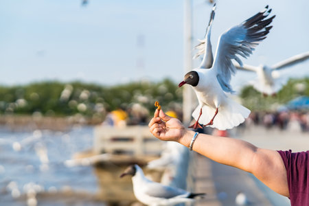 Seagull eating food in the sky from human hand at Samut Prakan, Thailand.