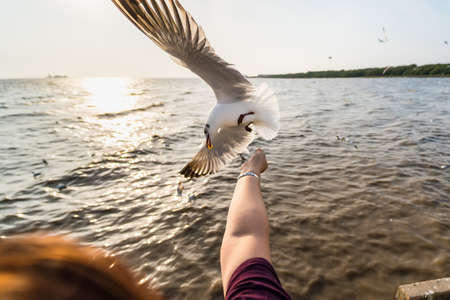 Seagull eating food in the sky from human hand at Samut Prakan, Thailand.の写真素材