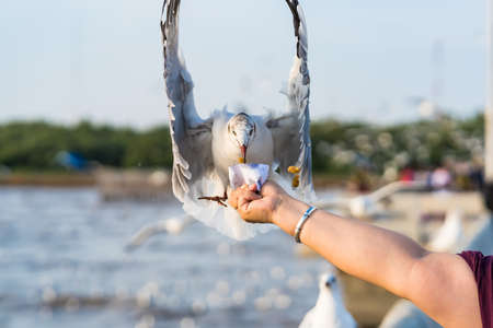 Seagull eating food in the sky from human hand at Samut Prakan, Thailand.の写真素材