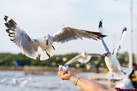 Seagull eating food in the sky from human hand at Samut Prakan, Thailand.の写真素材