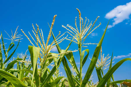 Closeup of cornfield with corn ear and silk growing on cornstalk. Concept of crop health, pollination and fertilizationの写真素材