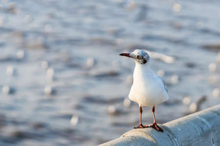 The eyes and gray feather from white seagull