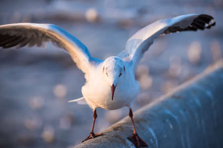 The eyes and gray feather from white seagullの写真素材