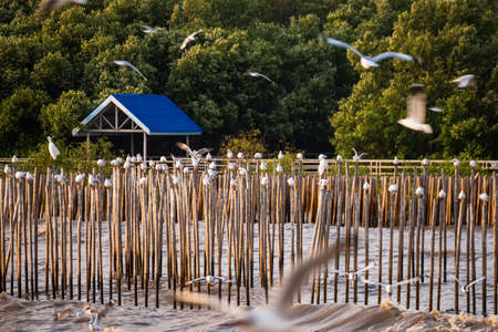 Seagulls bird at Bangpoo leisure placeの写真素材