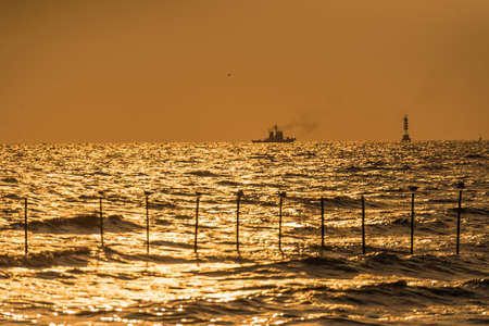 Silhouette of white seagull in sunset time.
