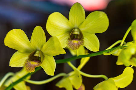 Close up of Orchids in the Garden.の写真素材