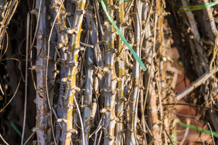 Bundle of stems of cassava.Grow cassava. preparing for Cassava field planting, Bunches of breeding...