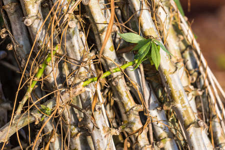 Bundle of stems of cassava.Grow cassava. preparing for Cassava field planting, Bunches of breeding sapling of cassava in plantの写真素材