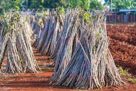 Bundle of stems of cassava.Grow cassava. preparing for Cassava field planting, Bunches of breeding sapling of cassava in plantの写真素材
