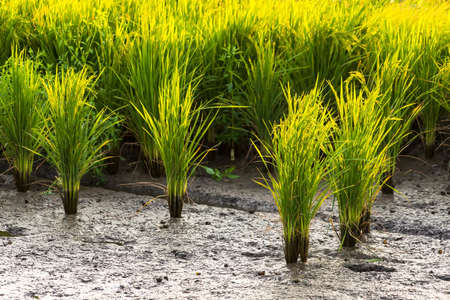Rice fields and sunset for background. Golden Rice fields. Rice fields Thailand.の写真素材