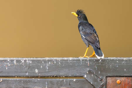 Great myna or White-vented Myna (Asian Glossy Starling) a single black bird stand looking for food...