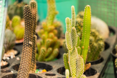Cactus plant in flowerpot ,Houseplant Concept.