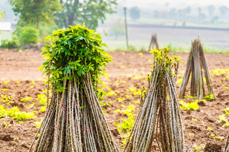 Bundle of stems of cassava.Grow cassava. preparing for Cassava field planting, Bunches of breeding...