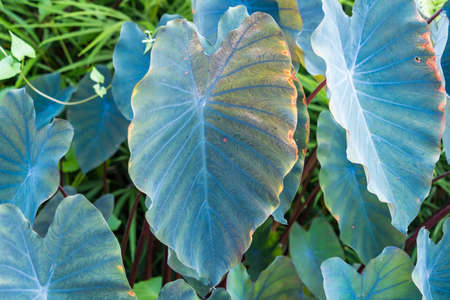 Green leaves for background and wallpaper.