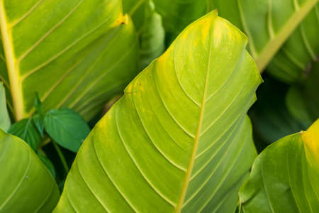 Green leaves for background and wallpaper.