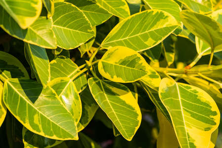 Green leaves for background and wallpaper.