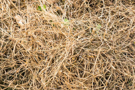 Pile of dry grass on the ground.の写真素材