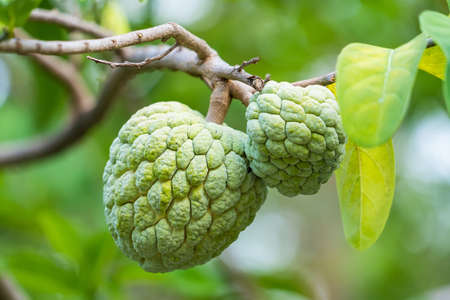 Custard apple trees are fruiting, green fruit.