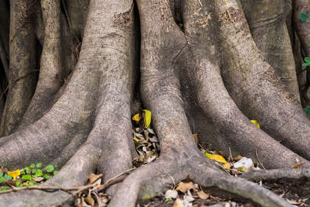 Aerial roots and roots of Banyan tree or Ficus Treeの写真素材