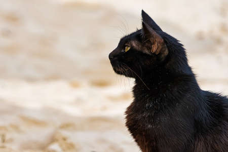 Cats that live on Khai Island, Phuket Thailand.