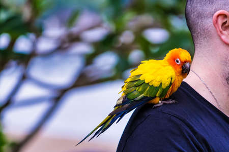 Phuket, Thailand - May, 07, 2022 : A beautiful parrot perched on a tourist's shoulder in the resort at Phuket, Thailand.のeditorial素材