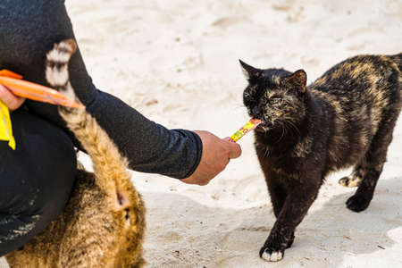 Phuket, Thailand - May, 08, 2022 : Cats that live on Khai Island eating food from the hands of...