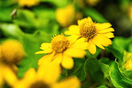 Beautiful flowers in the gardenの写真素材