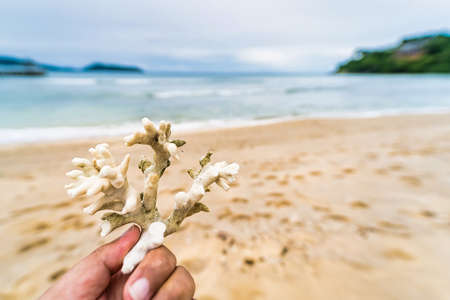 Coral reef in hand at sea shore, A white sands beach Thailand.の写真素材
