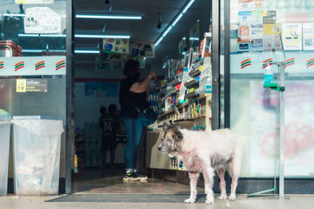 Bangkok, Thailand - May, 07, 2022 :A stray dog was standing in front of a 7-eleven convenience shop at Bangkok, Thailand.のeditorial素材