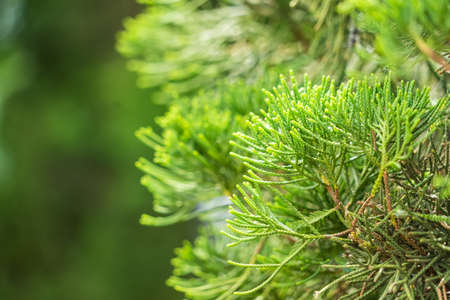 Green leaves and branch of small plant