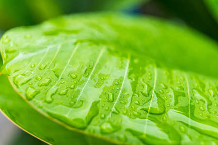 Macro closeup of Beautiful fresh green leaf with drop of water in morning sunlight nature...