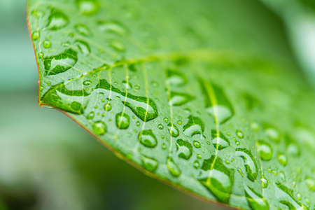 Macro closeup of Beautiful fresh green leaf with drop of water in morning sunlight nature...