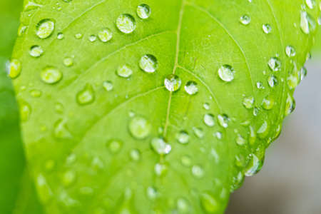 Macro closeup of Beautiful fresh green leaf with drop of water in morning sunlight nature...